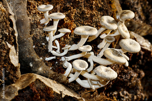 white mushrooms in fram photo