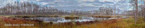 Swamp panorama.