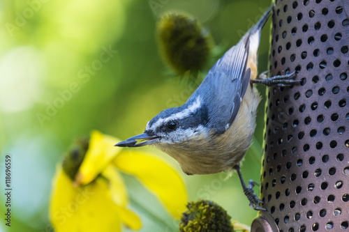 Red-breasted Nuthatch at a Backyard Bird Feeder photo