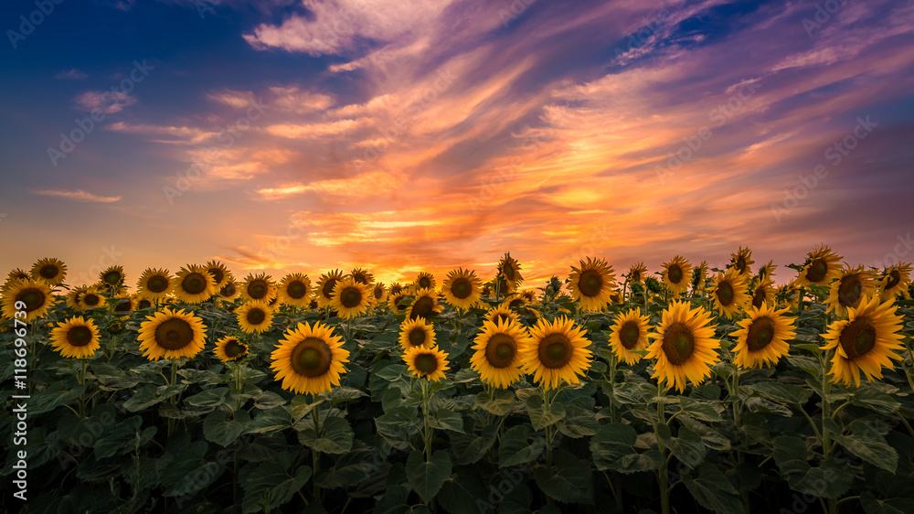 Naklejka premium Sunflower field during sunset, Slovakia