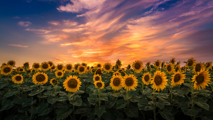 Wandcirkels Zonnebloem Slowaaks zonnebloemenveld bij zonsondergang  © Samuel