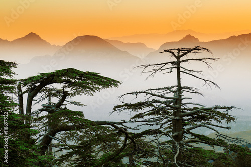 Cedar tree silhouettes at mountain sunset scene background. photo