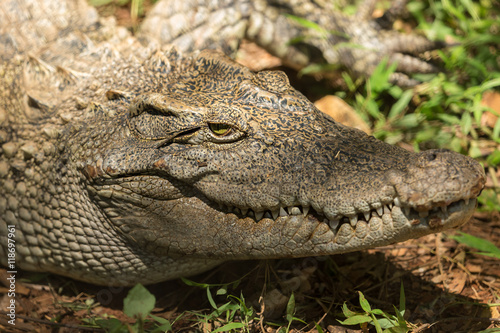 Closeup head Caiman crocodile