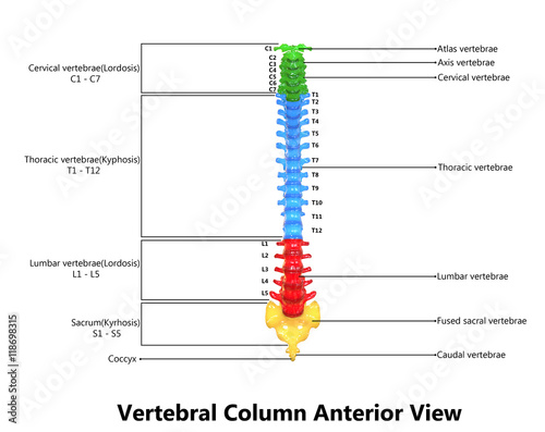 Human Skeleton Spinal cord Anatomy with Detailed Labels (Anterior view)