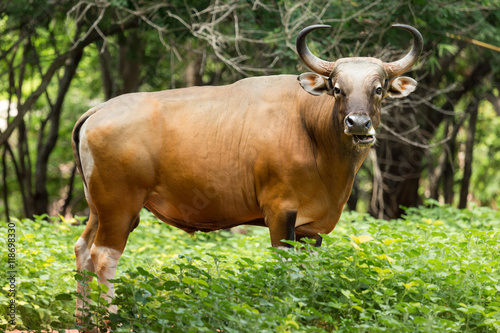 Portrait of red gaur