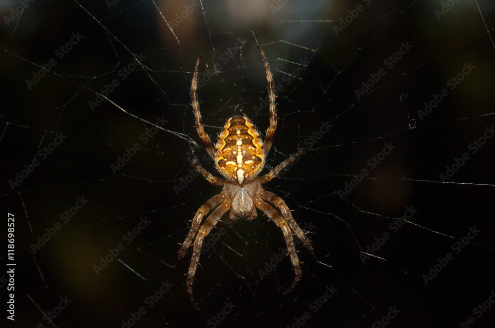 Flying cross spider Flying cross spider