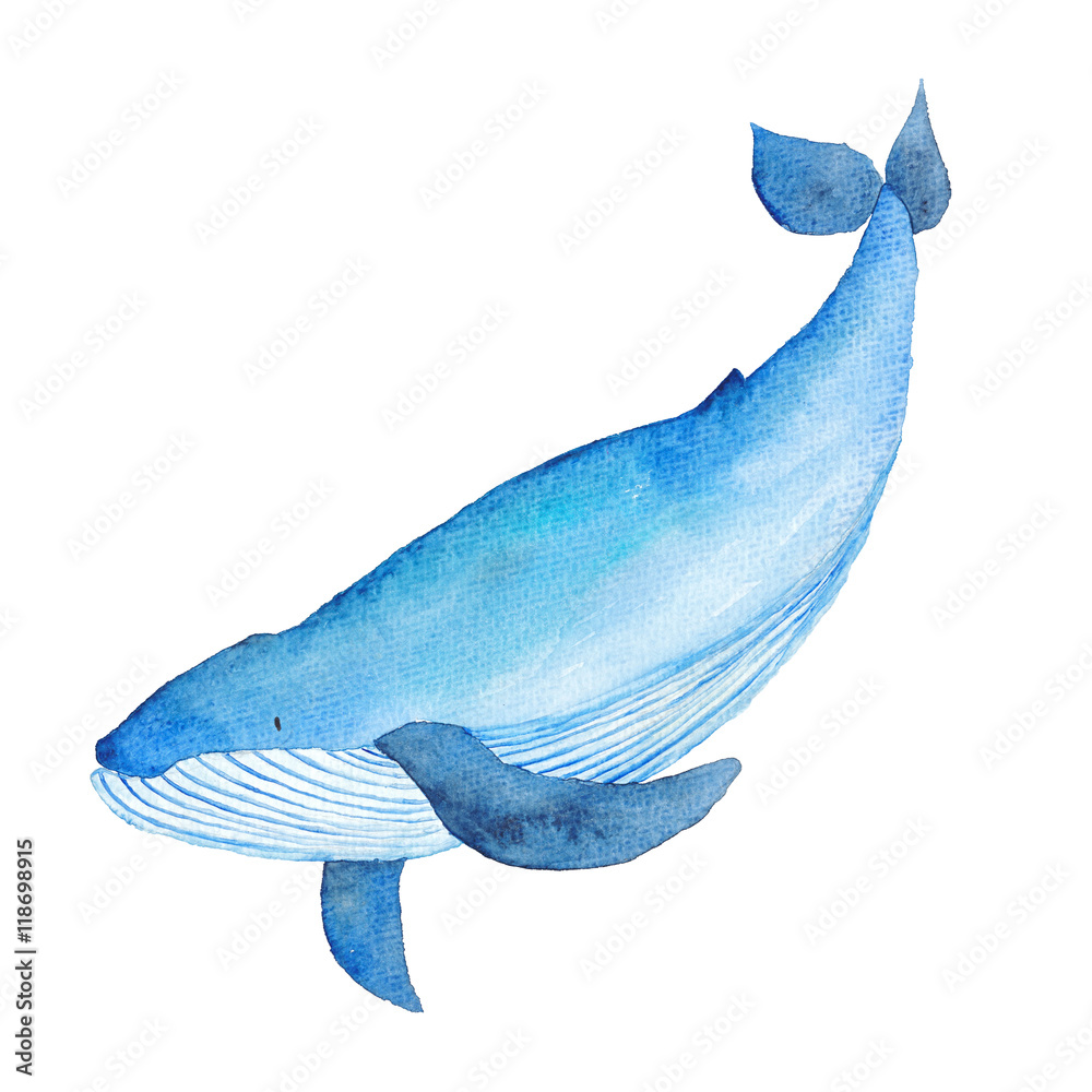 Blue Whale Watercolor hand-painted Illustration Sea animals Blue Whales  Isolated Cute Kids Stock Illustration | Adobe Stock