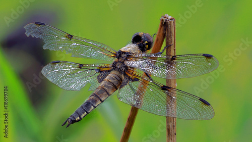 Focus stack of a dragonfly  © pixelleo