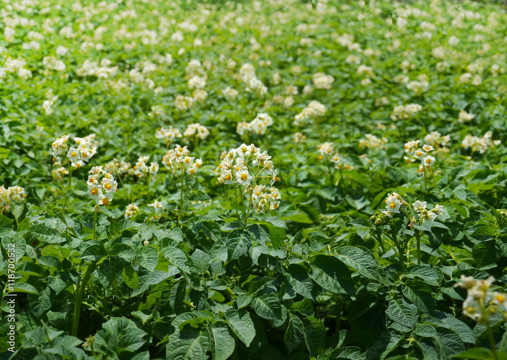 Potato bush blooming