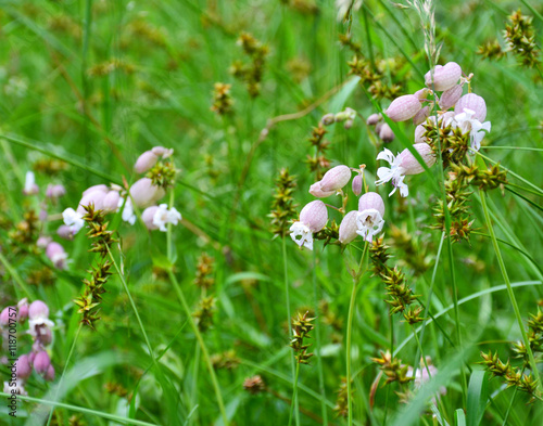 Wild flowers in a field.