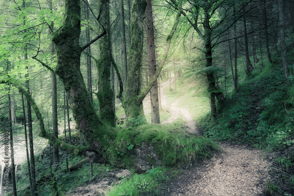 Obraz premium Green summer dark forest