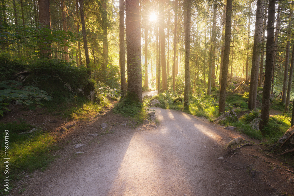 Obraz premium Green summer forest