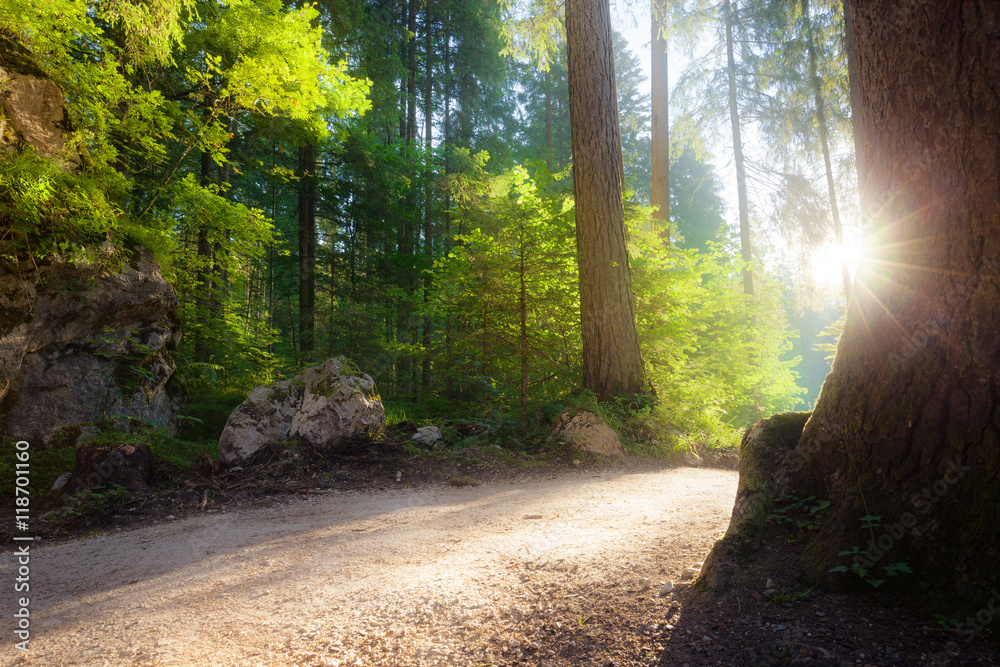 Obraz premium Green summer forest