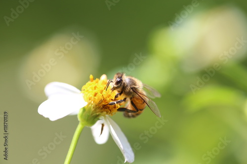 Honeybee on Wild Flower