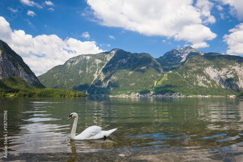 Swan at the alpine lake