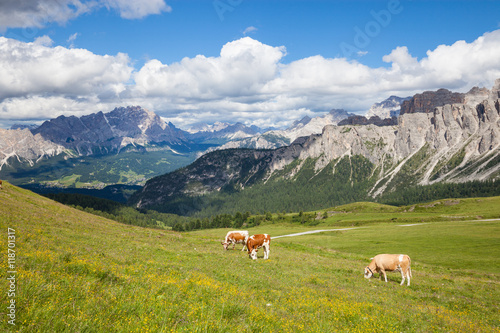 Cow on the alpine mountain hill pasture