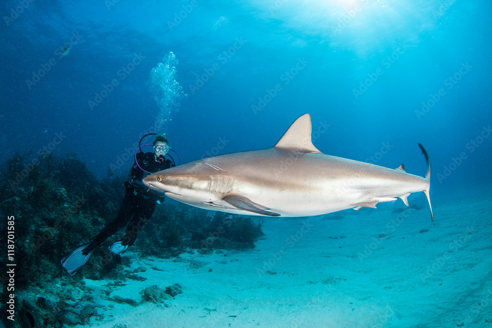 Fototapeta premium Caribbean reef shark