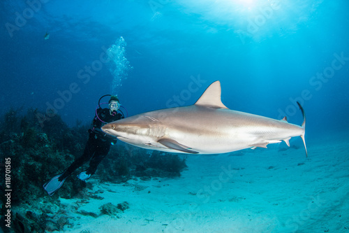 Caribbean reef shark