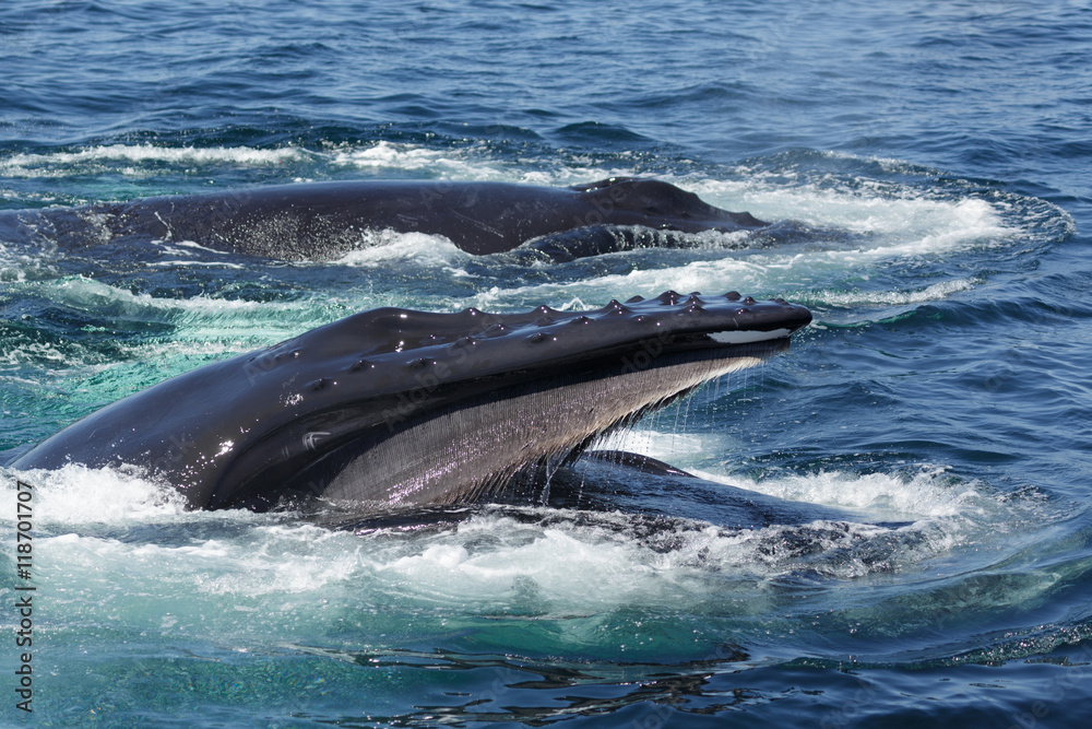 Naklejka premium Humpback Whale in Provincetown MA