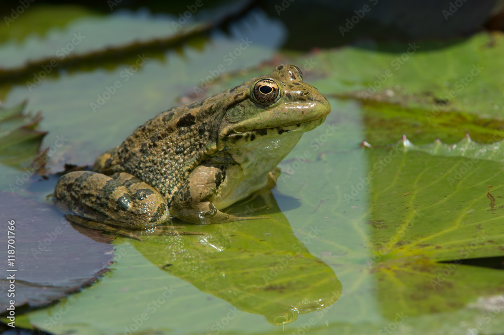 Sahara Frog (Pelophylax Saharicus)/Sahara Frog on lily pad Sahara Frog (Pelophylax Saharicus)/Sahara Frog on lily pad