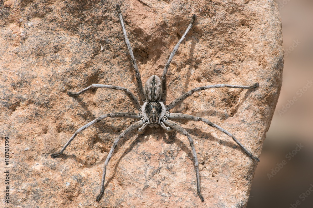 Wolf Spider (Lycosidae)/Wolf Spider on the underside of a rock Wolf Spider (Lycosidae)/Wolf Spider on the underside of a rock