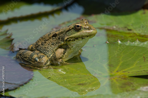 Sahara Frog (Pelophylax Saharicus)/Sahara Frog on lily pad