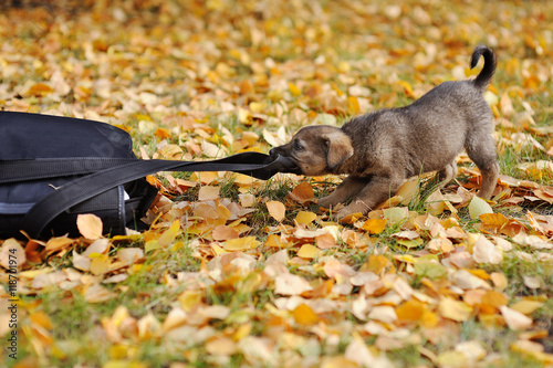 puppy on a background of autumn leaves photo