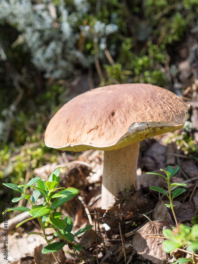 cep growing in the forest cep growing in the forest