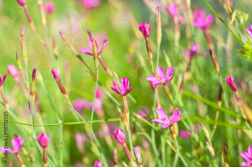 Wallpaper Mural Purple Flowers of labrador tea (ledum). Natural texture Torontodigital.ca