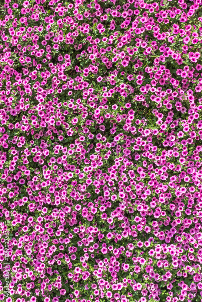 Fototapeta premium Hintergrund Sommerblumen 