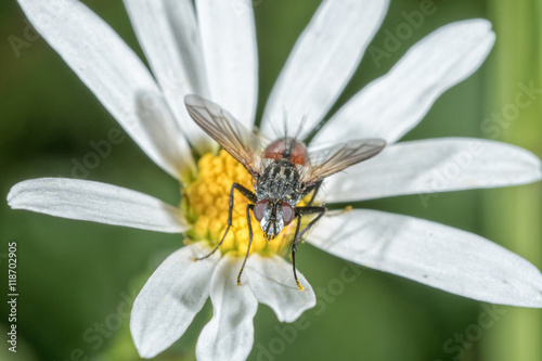 Fly sitting on a flower with blurred background