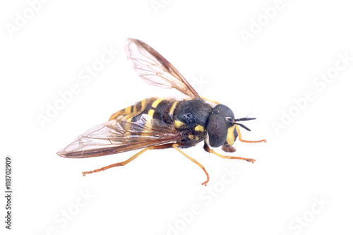 Black yellow striped fly on a white background