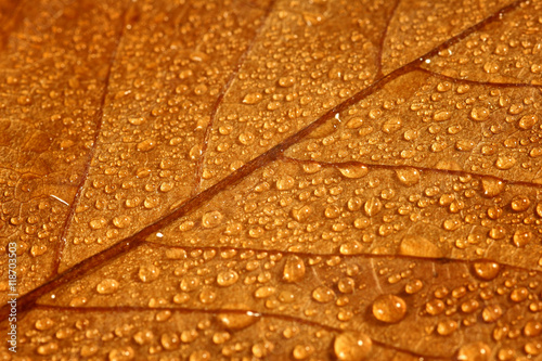 Krople deszczu na jesiennym liściu © gswozniak