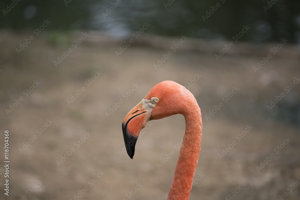 Fototapeta premium Розовый Фламинго 