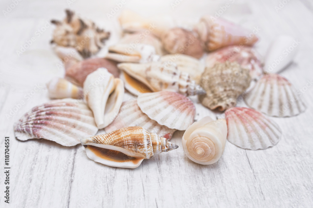 Multicolored seashells on a wooden background