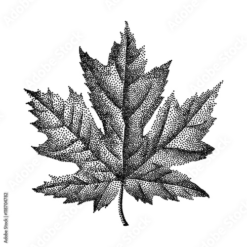 Engraving Maple Leaf Hand Drawn Vector Illustration