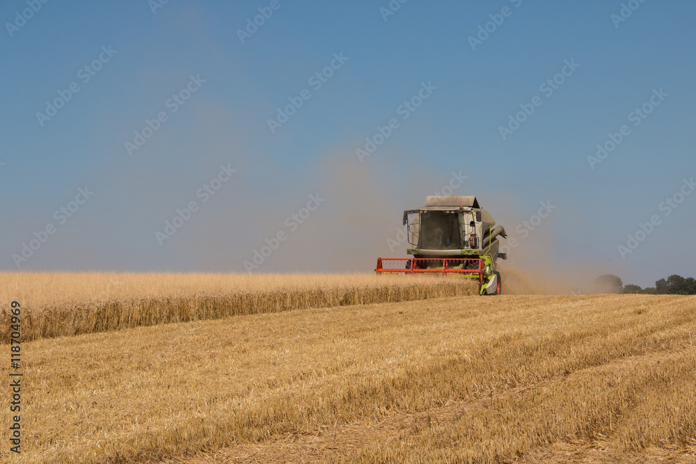 Fototapeta premium Combine harvestesting