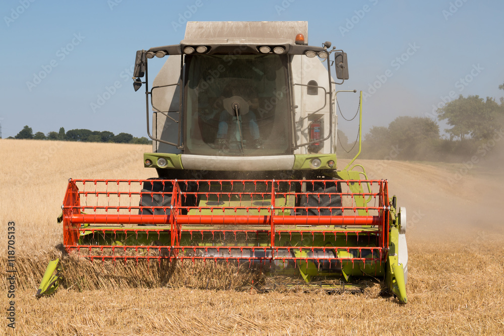 Fototapeta premium Combine harvestesting