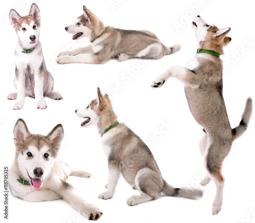 Cute Malamute puppy collection isolated on white