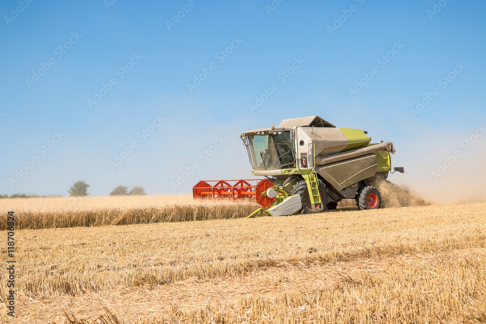 Fototapeta premium Combine harvestesting