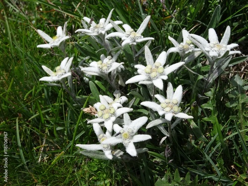 many edelweiss (Leontopodium nivale alpinum), most famous endangered mountain flower of the alps