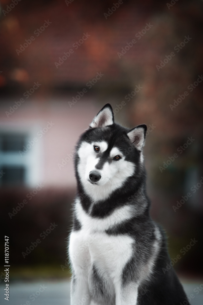 Portrait of Siberian Husky