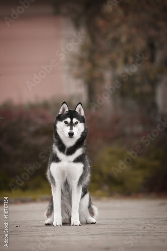 Portrait of Siberian Husky