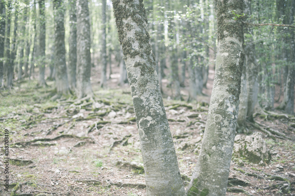 Fascinating winter beech tree trunk in woods