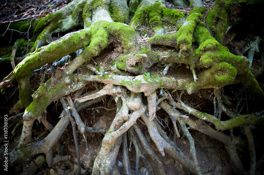 Tree root tangle close up in undergrowth Tree root tangle close up in undergrowth