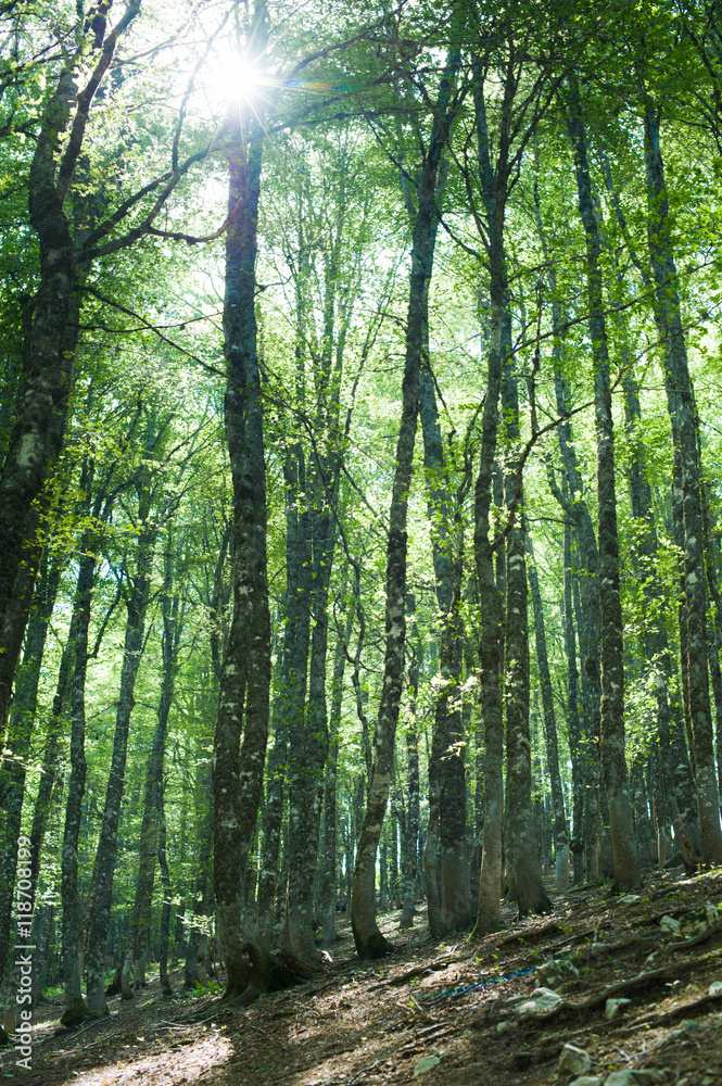 Obraz premium Fascinating green color beech tree forest