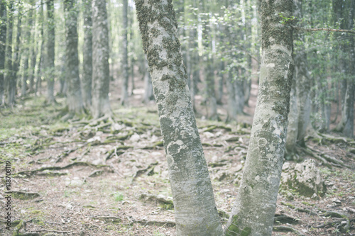 Fototapeta Naklejka Na Ścianę i Meble -  Fascinating winter beech tree trunk in woods