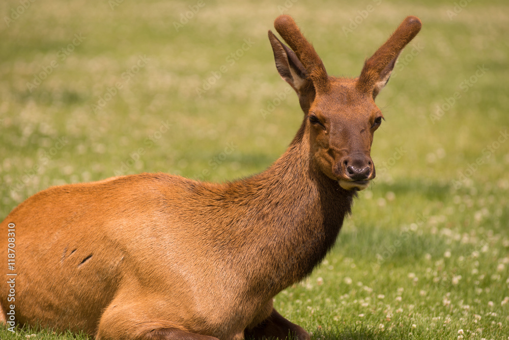 Fototapeta premium Young Bull Elk Western Wildlife Yellowstone National Park