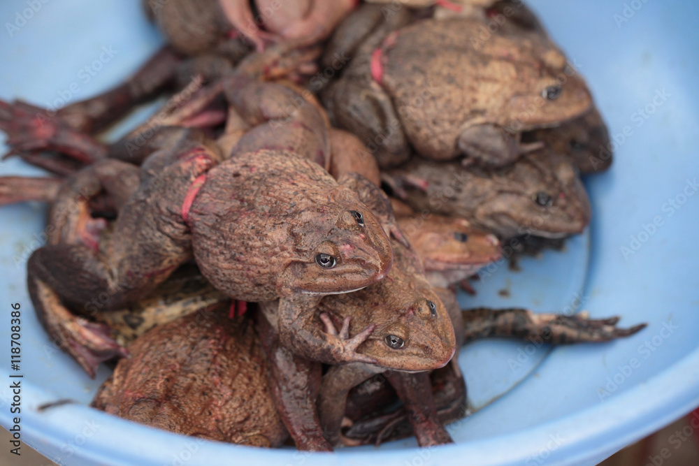 frogs waiting to be sold in a blue bowl frogs waiting to be sold in a blue bowl