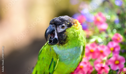 Nanday Parrot photo